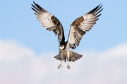 Osprey  Osprey : Osprey
