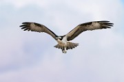 Osprey  Osprey : Osprey