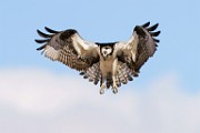 Osprey  Osprey : Osprey