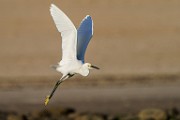 Snowy Egret  Snowy Egret : Snowy Egret