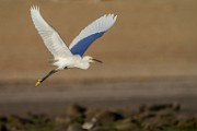 Snowy Egret  Snowy Egret : Snowy Egret