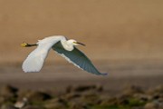 Snowy Egret  Snowy Egret : Snowy Egret