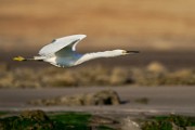 Snowy Egret  Snowy Egret : Snowy Egret