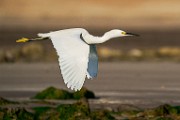 Snowy Egret  Snowy Egret : Snowy Egret