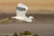 Snowy Egret  Snowy Egret : Snowy Egret