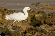 Snowy Egret  Snowy Egret : Snowy Egret