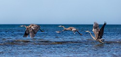 Sea of Cortez, June. 2014
