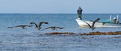 Peter Shinyeda Photography : Mexico, Sea of Cortez, Osprey