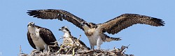 Peter Shinyeda Photography : Mexico, Sea of Cortez, Osprey