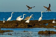 Peter Shinyeda Photography : Mexico, Sea of Cortez, Igret