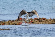 Peter Shinyeda Photography : Mexico, Sea of Cortez, Osprey