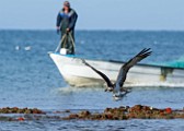 Peter Shinyeda Photography : Mexico, Sea of Cortez, Osprey