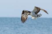Peter Shinyeda Photography : Mexico, Sea of Cortez, Osprey