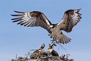 Peter Shinyeda Photography : Mexico, Sea of Cortez, Osprey
