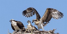 Peter Shinyeda Photography : Mexico, Sea of Cortez, Osprey