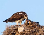 Peter Shinyeda Photography : Mexico, Sea of Cortez, Osprey