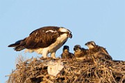Peter Shinyeda Photography : Mexico, Sea of Cortez, Osprey