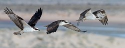 Sea of Cortez, March 2018