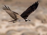 Sea of Cortez Birds  Osprey : Osprey