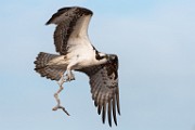 Sea of Cortez Birds  Osprey : Osprey
