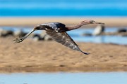 Sea of Cortez Birds  Reddish Egret : Reddish Egret
