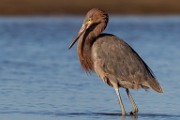 Sea of Cortez Birds  Reddish Egret : Reddish Egret