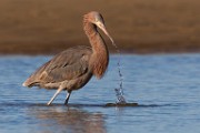 Sea of Cortez Birds  Reddish Egret : Reddish Egret