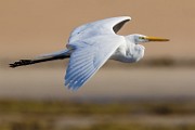 Sea of Cortez Birds  Great Heron : Great Heron
