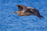 Sea of Cortez Birds  Great Blue Heron : Great Blue Heron