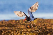 Sea of Cortez Birds  Oyster Catcher : Oyster Catcher