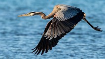 Sea of Cortez, Mexico  Great Blue Heron : Great Blue Heron