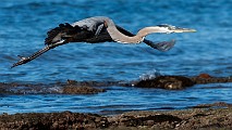 Sea of Cortez, Mexico  Great Blue Heron : Great Blue Heron