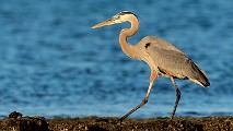 Sea of Cortez, Mexico  Great Blue Heron : Great Blue Heron