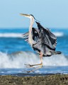 Sea of Cortez, Mexico  Great Blue Heron : Great Blue Heron