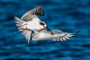 Sea of Cortez, Mexico  Foster's Tern : Foster's Tern