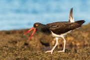 Sea of Cortez, Mexico  Oystercatcher : Oystercatcher