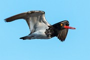 Sea of Cortez, Mexico  Oystercatcher : Oystercatcher