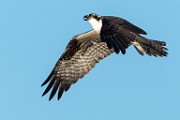 Sea of Cortez, Mexico  Osprey : Osprey
