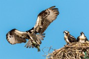 Sea of Cortez, Mexico  Osprey : Osprey