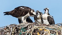Sea of Cortez, Mexico  Osprey : Osprey