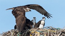 Sea of Cortez, Mexico  Osprey : Osprey