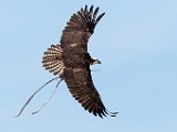 Sea of Cortez, Mexico  Osprey : Osprey