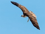 Sea of Cortez, Mexico  Osprey : Osprey