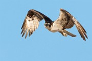 Sea of Cortez, Mexico  Osprey : Osprey