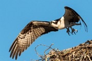Sea of Cortez, Mexico  Osprey : Osprey