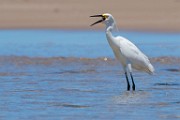 Sea of Cortez  Snowy Egret : Snowy Egret