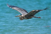 Sea of Cortez  Great Blue Heron : Great Blue Heron