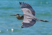 Sea of Cortez  Great Blue Heron : Great Blue Heron