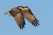 Sea of Cortez  Osprey : Osprey