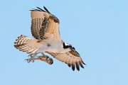 Sea of Cortez  Osprey : Osprey